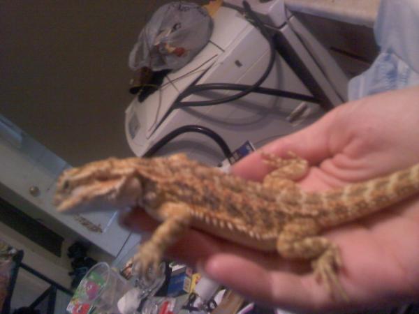 Bearded Dragon: Sadie