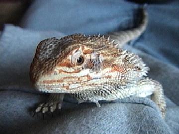 Bearded Dragon