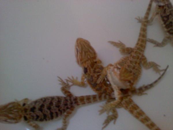 Bearded Dragons: Sadie, Red & Chewwy