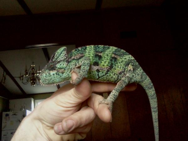 Beautiful Coloration