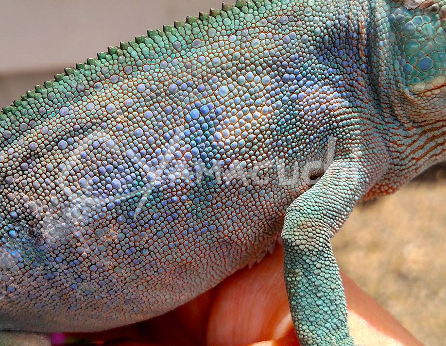 Beautiful Female Detail