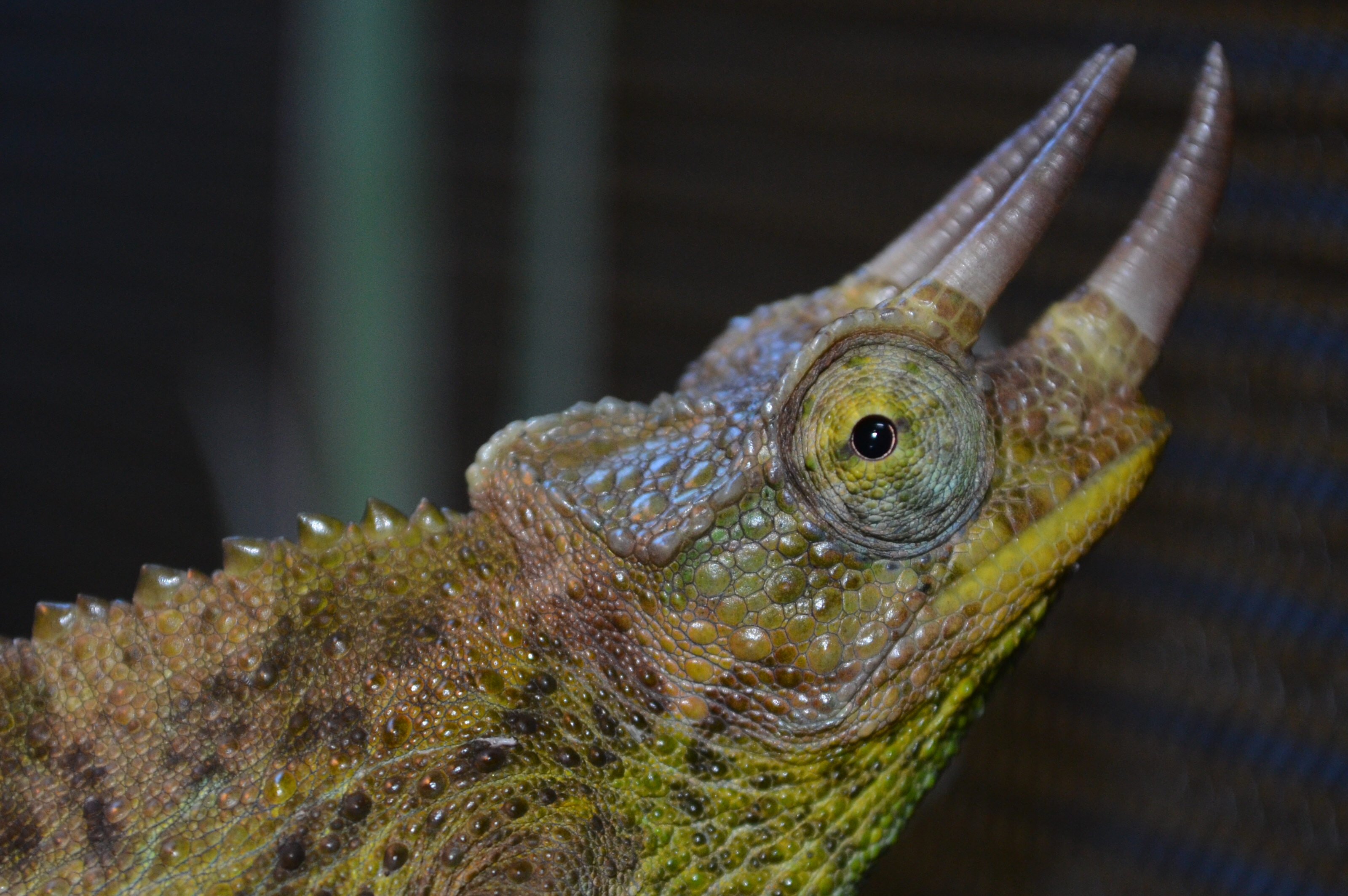 Beautiful Jacksons Chameleon