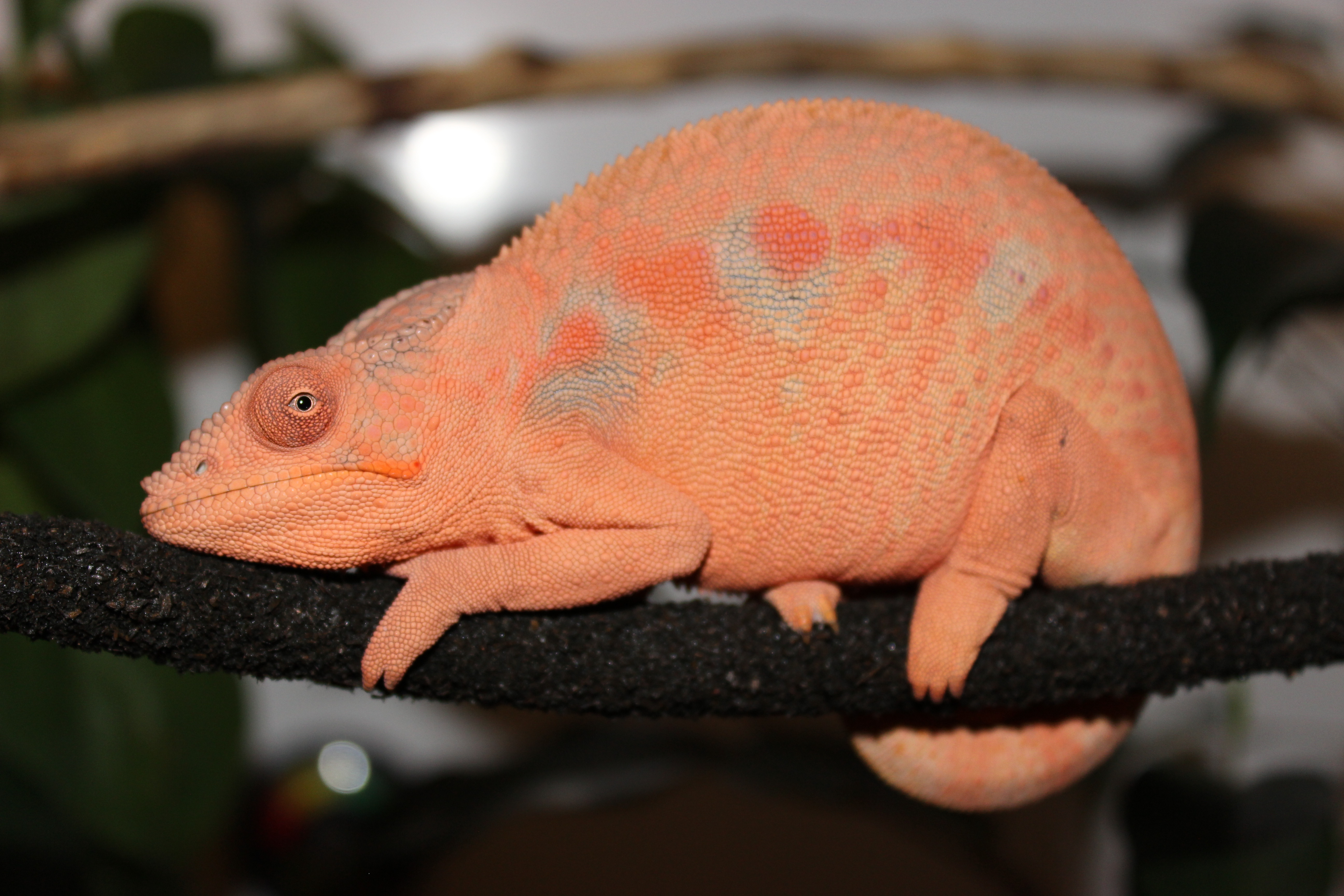 Beauty Of Receptive Girl