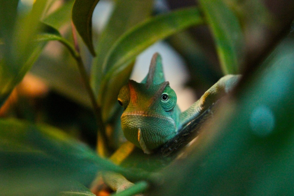 Beelzebub At Her Perch