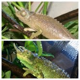 Before / After  2nd Shedding