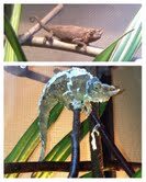 Before / After  2nd Shedding