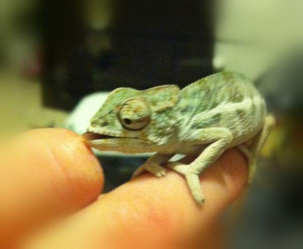 BeFunky oliverlickingme