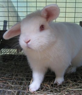 Bella Boo, Holland Lop, sweethear, will sit with you for hours on end