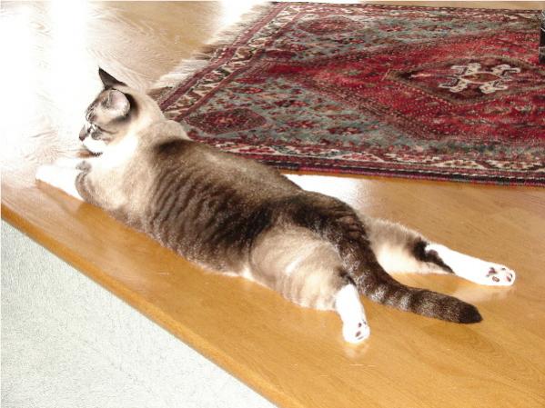 Benet in One of His Dog Poses.