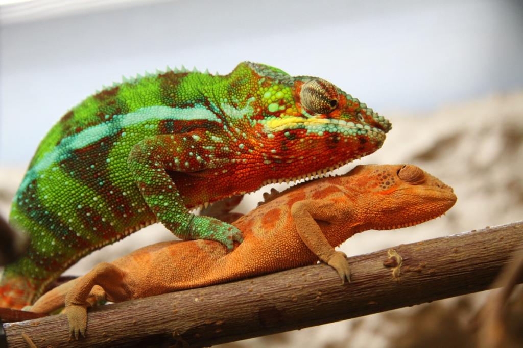 Bernie F.pardalis And Female