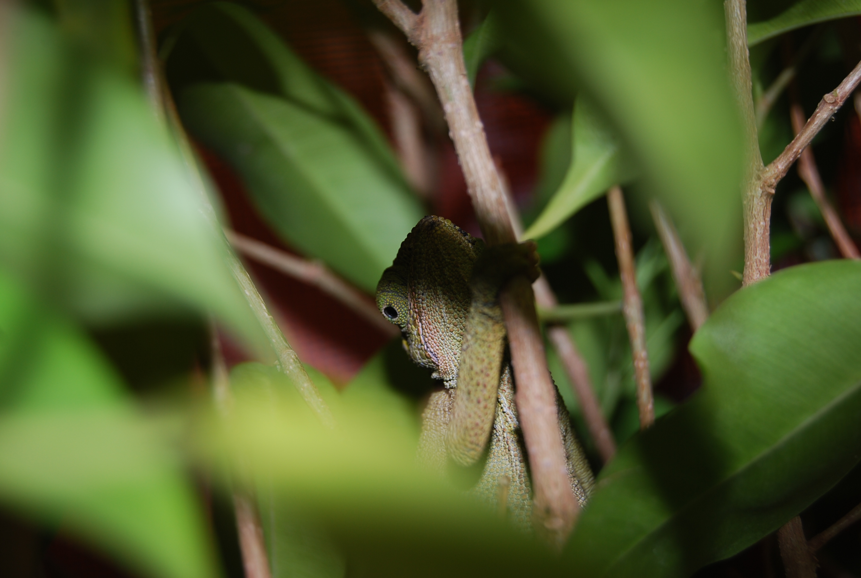 Better Hide...here Comes The Camera...