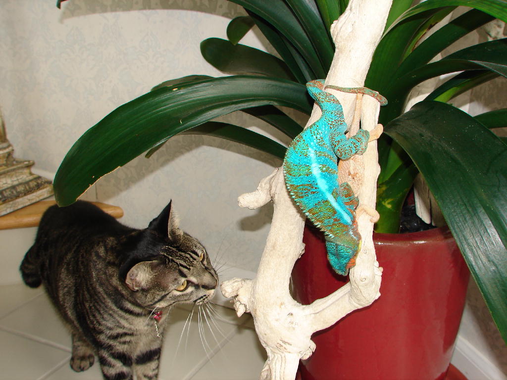 Bibi Offers Some Advise....