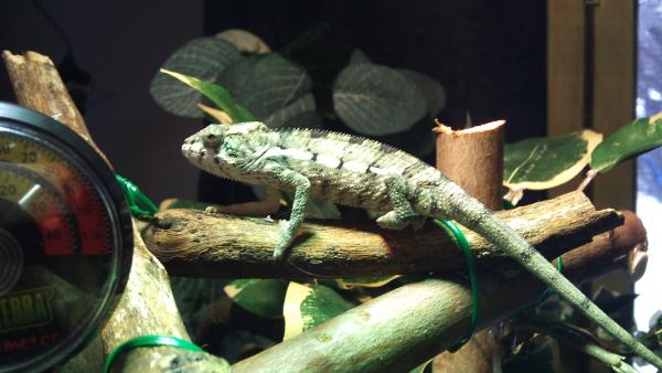 Biff has arrived, this pic was taken within his first hour of arrival, he is 4 months old.