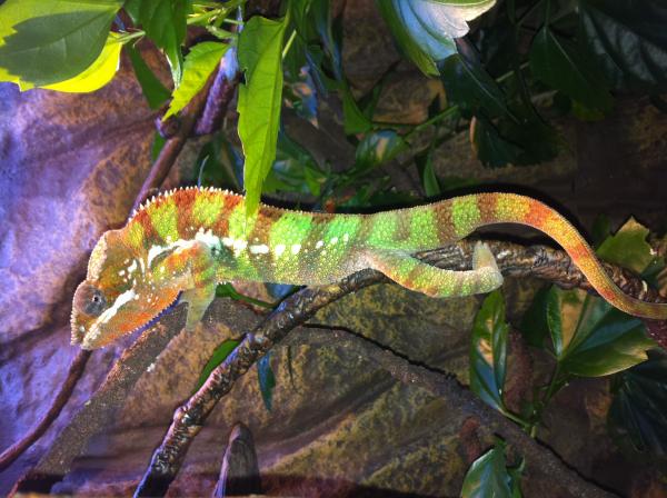Big Red stretching Tall