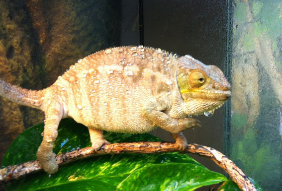 BigBertha, Nosy Faly WC. Imported by me in dec. 2012. She has so yellow eyes that she looks like a Parson's eyes.