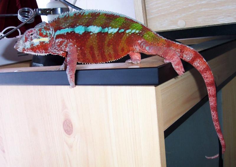 Billy my Panther chameleon