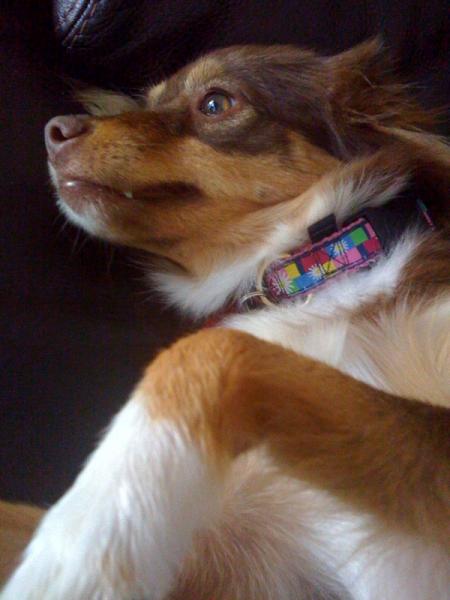 Bindi my miniature Aussie "ahhh belly rubs"