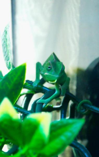 Bishop peeking
