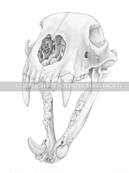 Black bear skull study - pencil