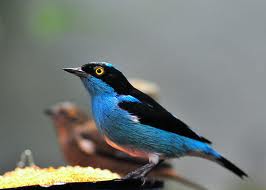 black-faced dacnis