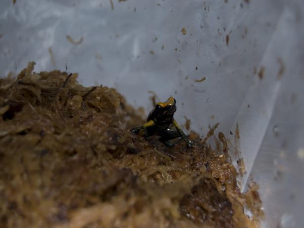 Black-legged Dart Frog (Phyllobates bicolor). 3.7.11