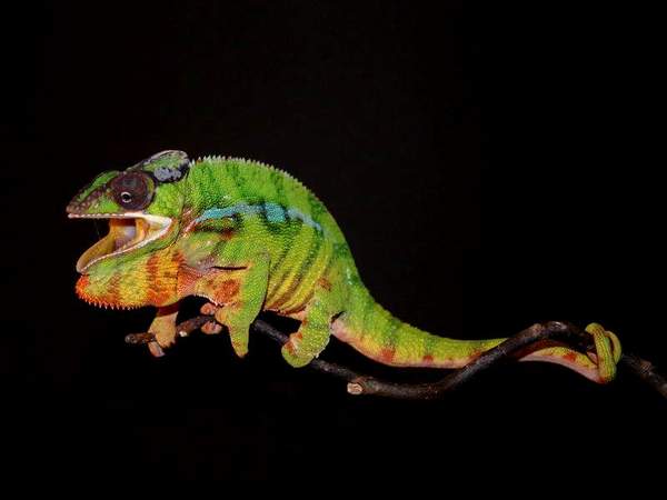 Blade - Nosy Mitsio Pantherchameleon