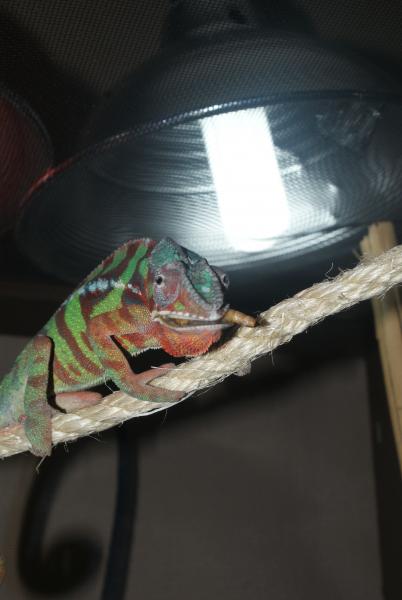 Blaze 5 month ambilobe