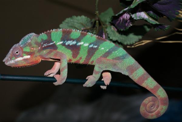 Blaze 6 month Ambilobe