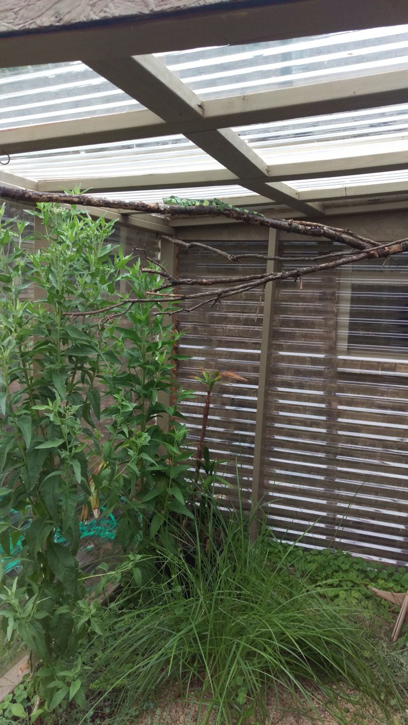 Blix in Greenhouse