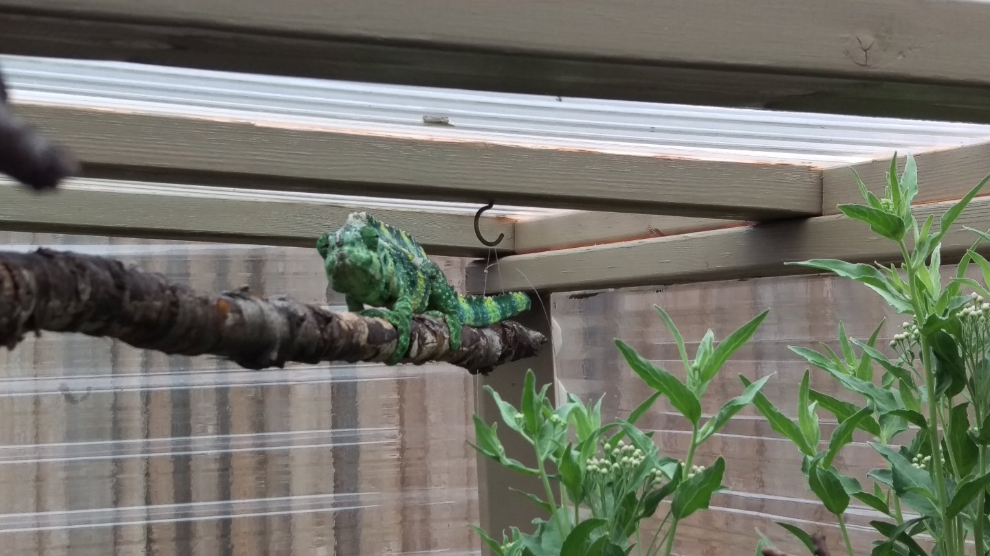 Blix in Greenhouse