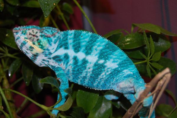 Blizzard   Dharma's sire