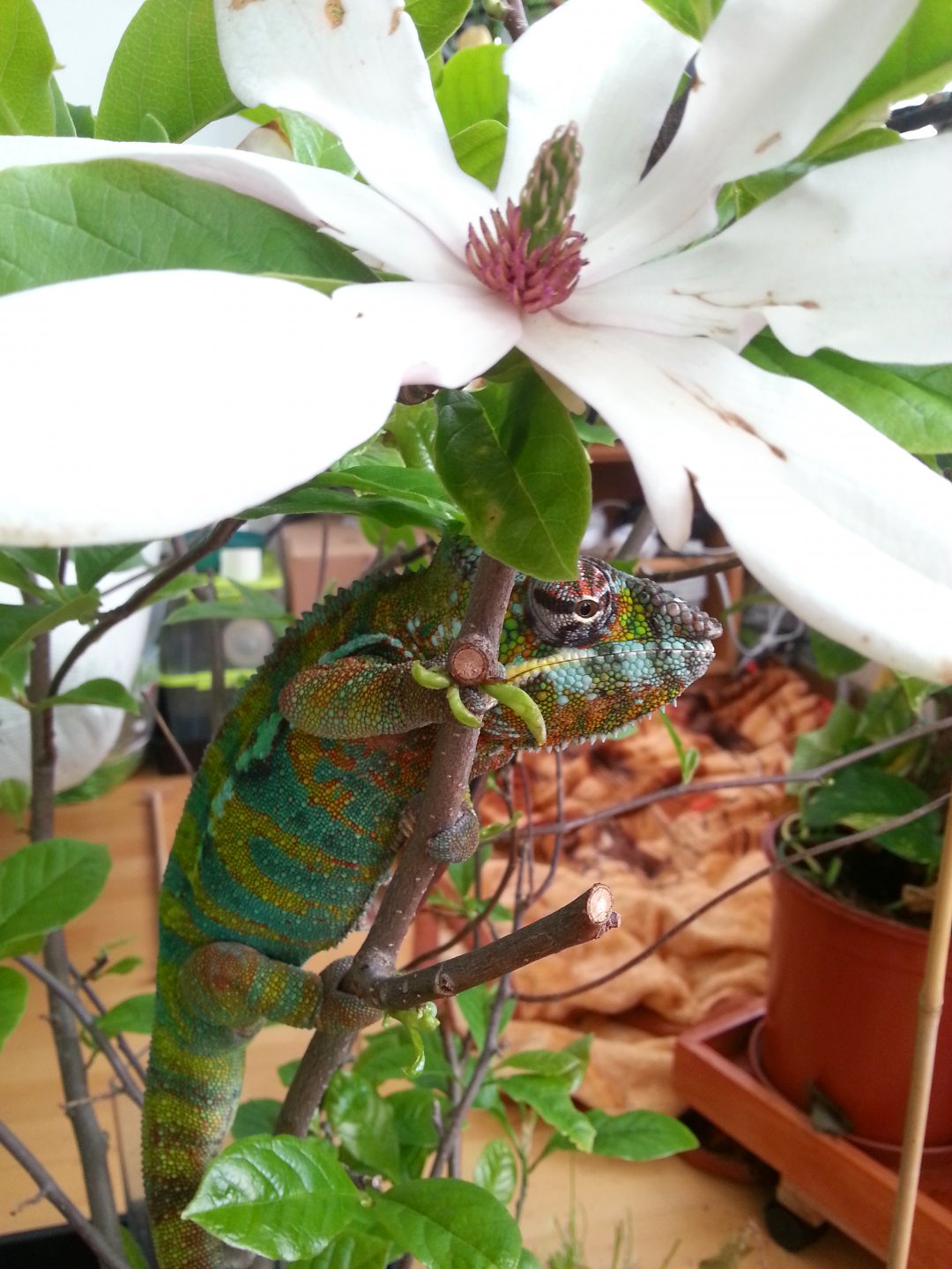 Blooming Magnolia Umbrella