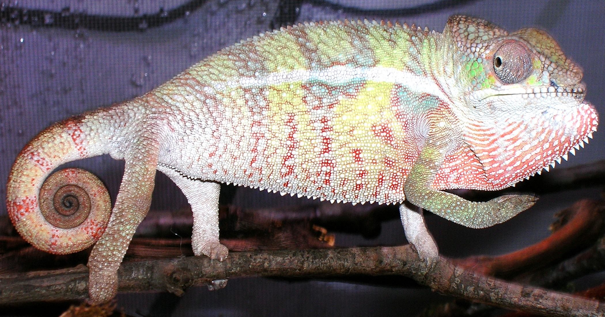 blue bar Elder Chameleons