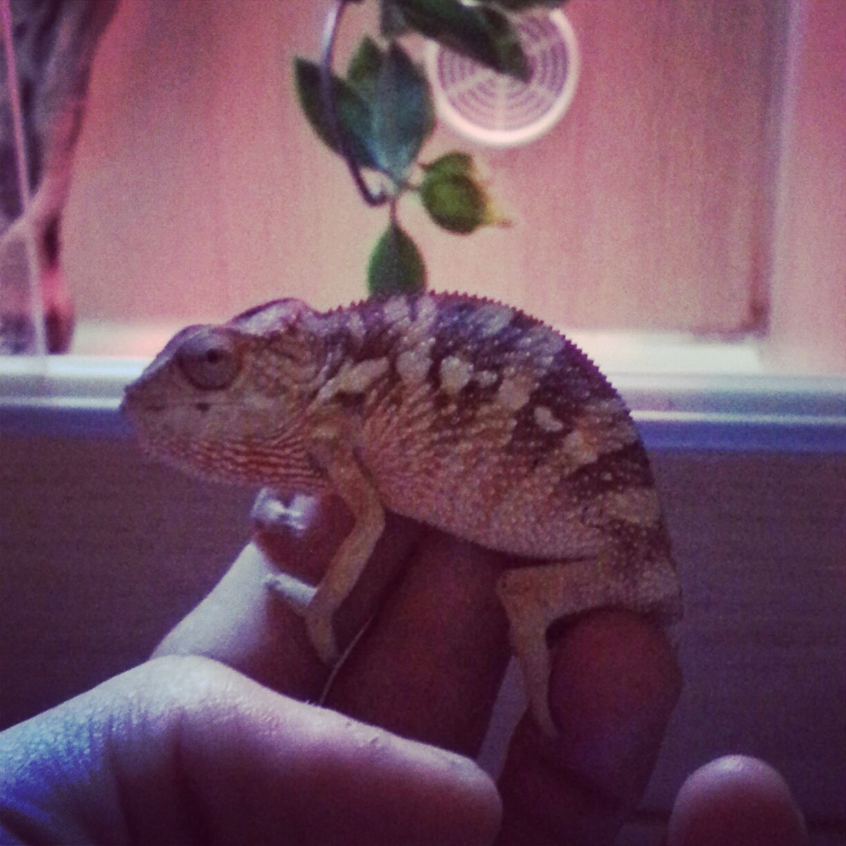 Blue Bar Panther Chameleon