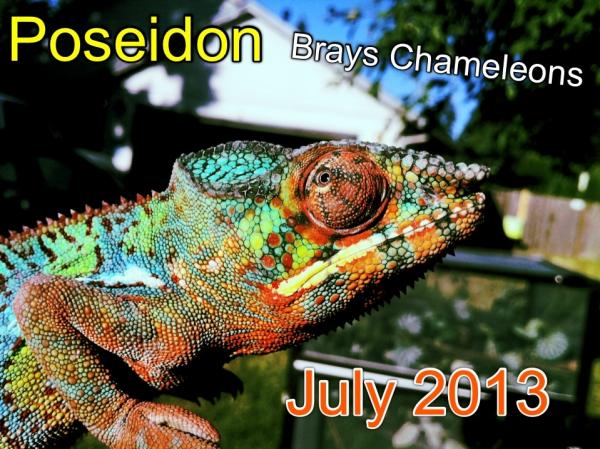 Blue barred ambilobe from Chompers at chaneleon addict! :)