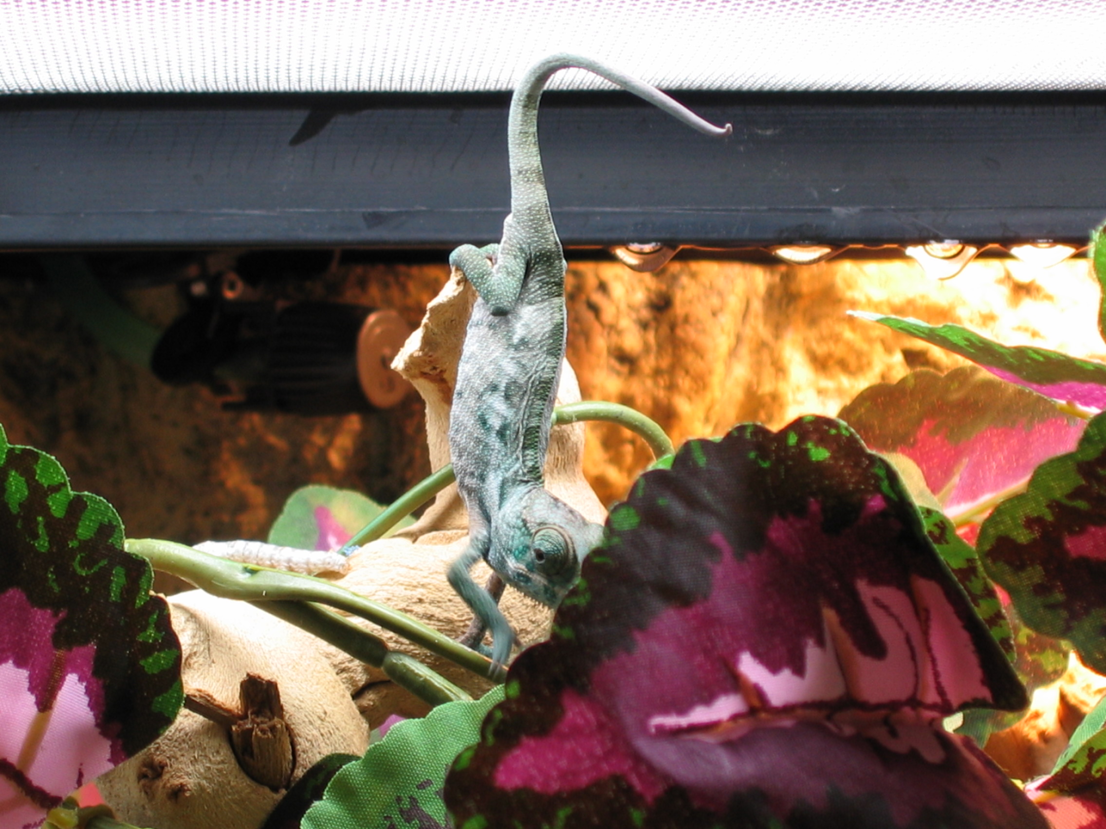 Blue doing a handstand