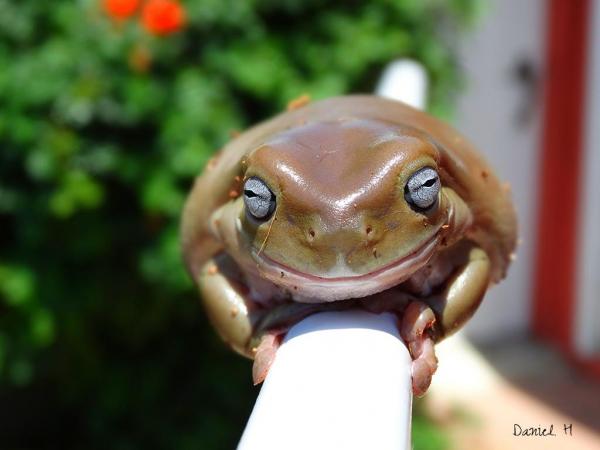 Blue eyed whites tree frog