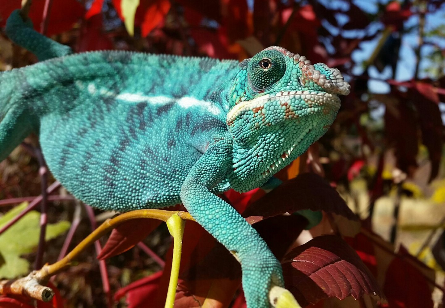 Blue lightning, our first chameleon baby!!