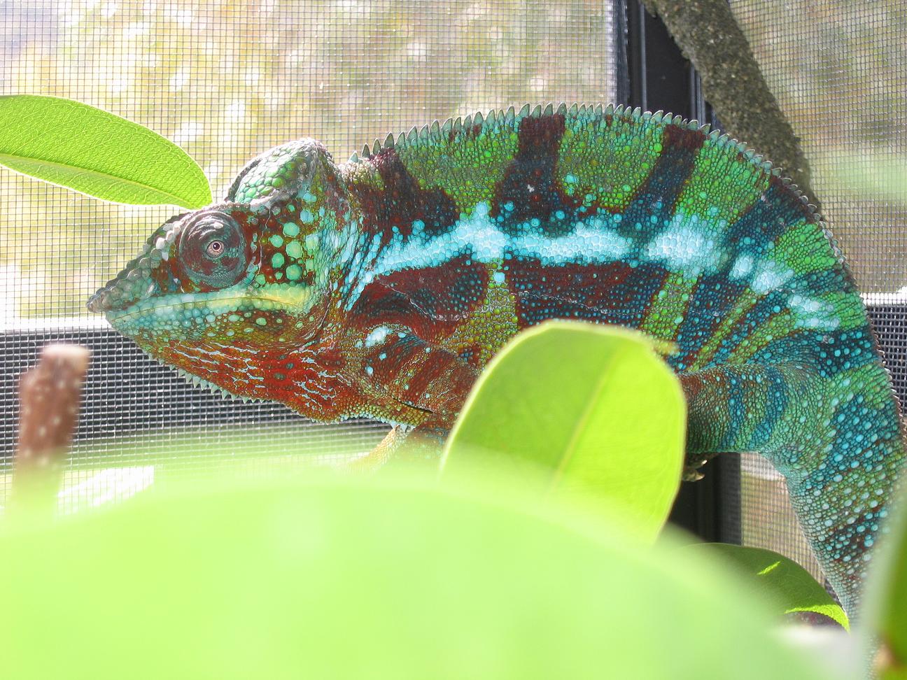 Blue on Blue Male Ambanja Panther
