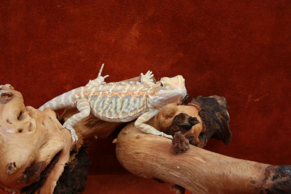 Blue Thunder

Italian Leather back Hypo Het Translucent