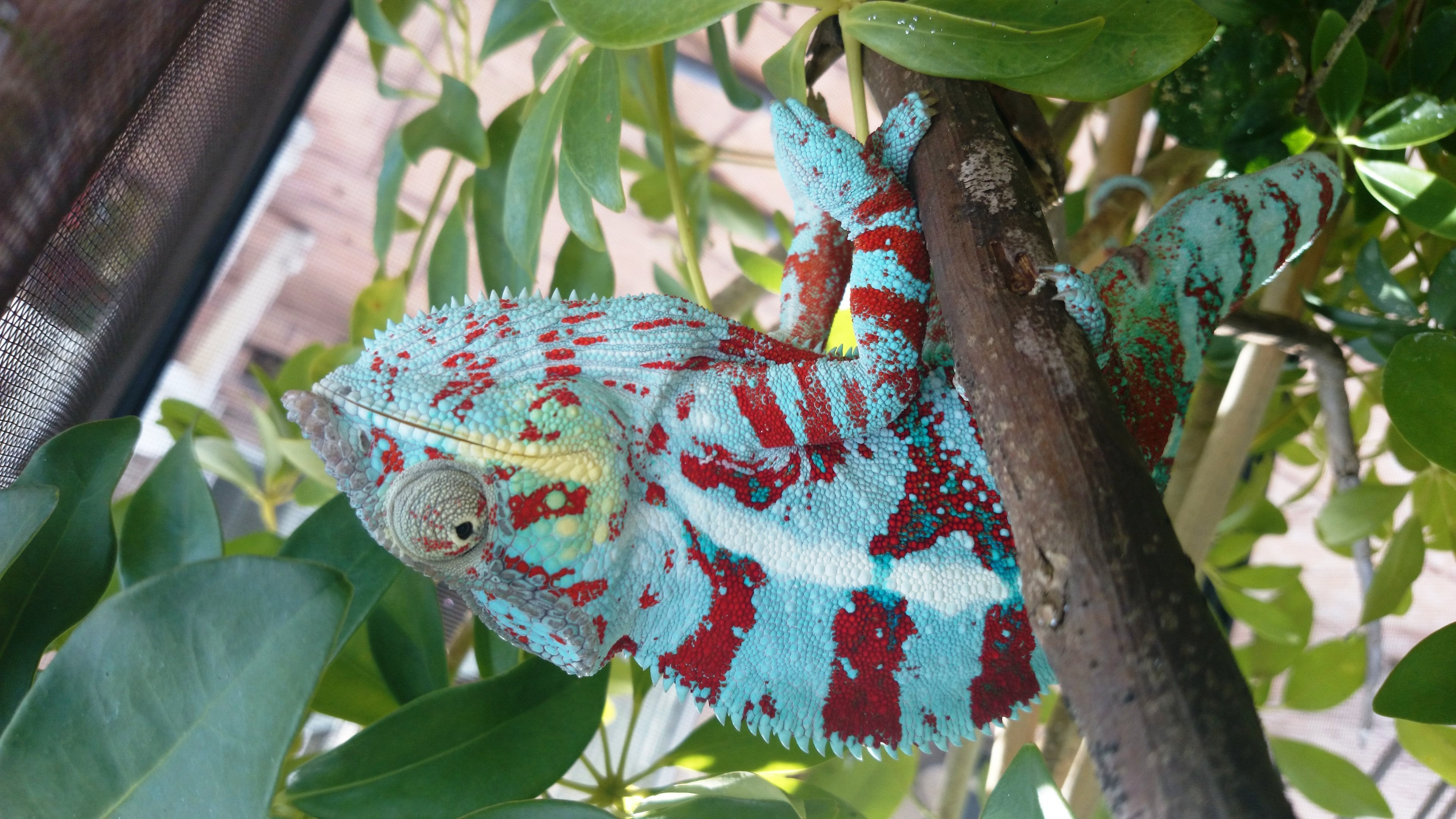 Blue Tiger 7-27-14-2