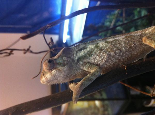 Blueberry our ambanja female at 3 months. shes from iwo at jungle chameleons. :-) bloodline from heroic chameleons.