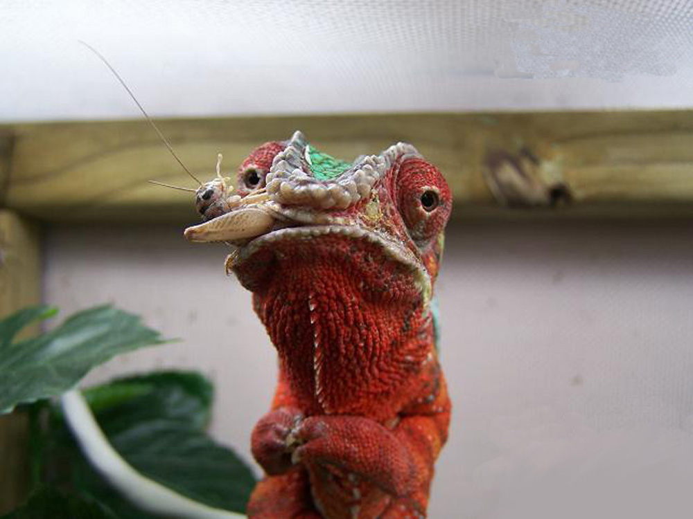 Bluto eating a cricket