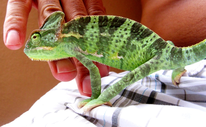 Bob Starting To Get Nice Coloring