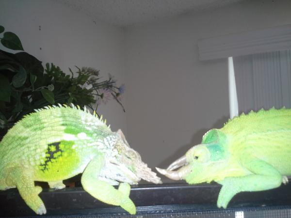 Bobby Fischer and Tito Jackson getting ready to joust