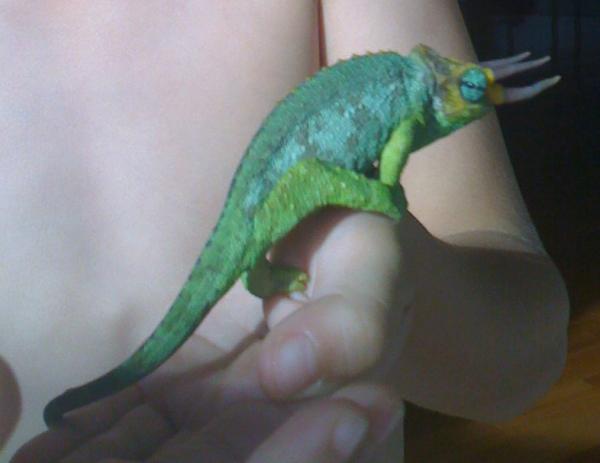 Bobo has such long horns.