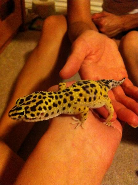 Boga climbing around.