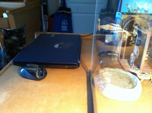 Boga having a staredown with our tortie, Autumn.