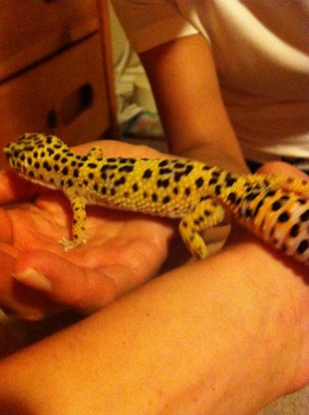 Boga walking across the arm bridge.