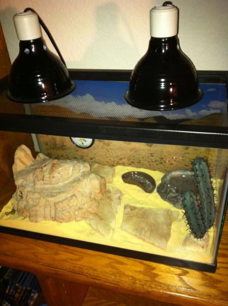 Boga's new big girl tank with sand. May be switching her back to a 20 gallon tank.